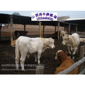 供应肉牛