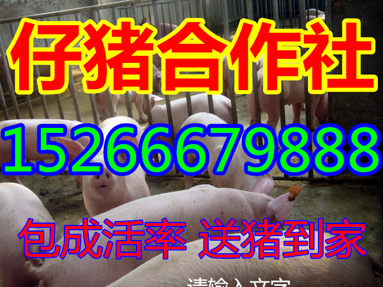 供应山东苗猪