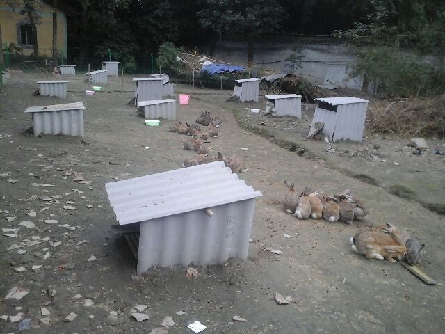 供应野兔、种兔
