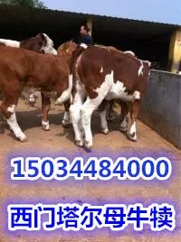 求购广西肉牛