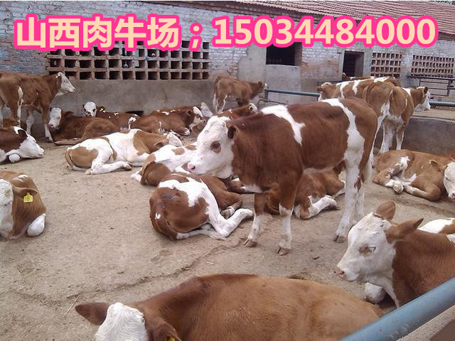 求购湖南肉牛