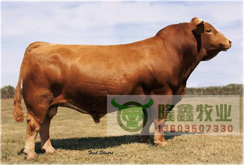 供应良种肉牛、育肥牛、小肉牛犊