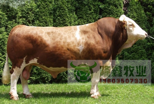 供应良种肉牛、育肥牛、小肉牛犊