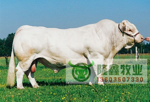 供应良种肉牛、育肥牛、小肉牛犊