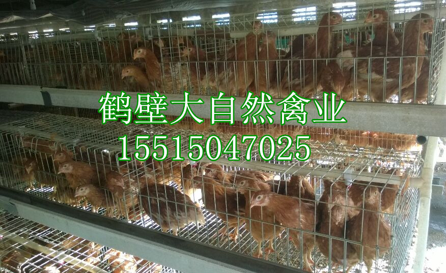 求购海兰褐蛋鸡青年鸡，60天青年鸡