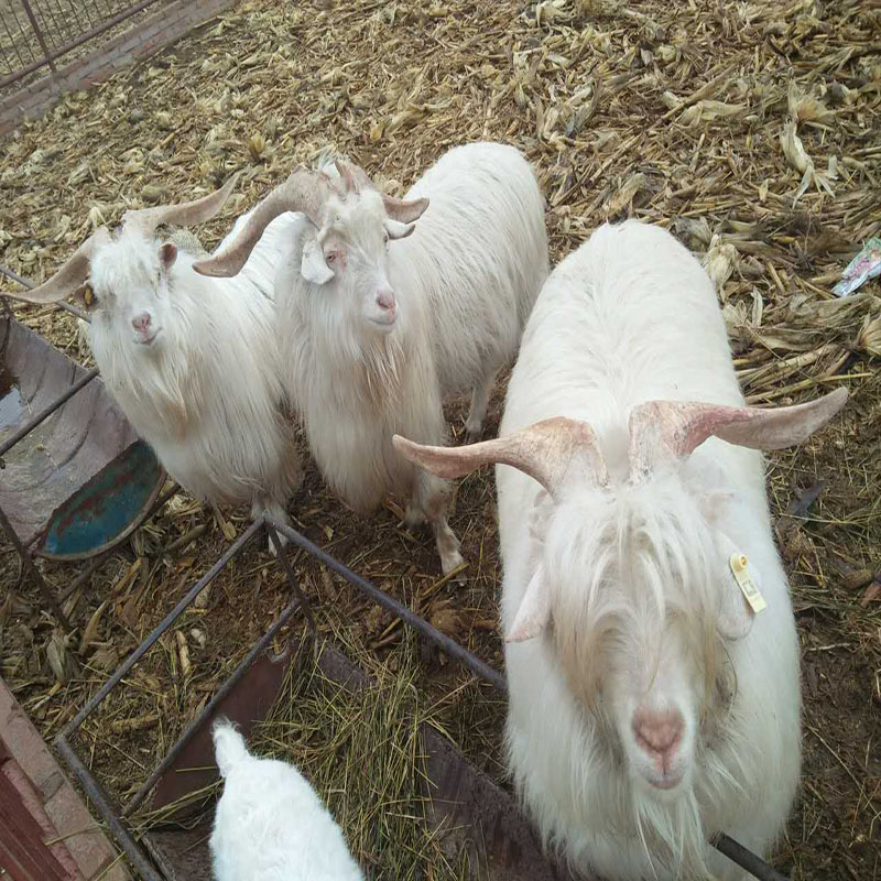 供应羊肉