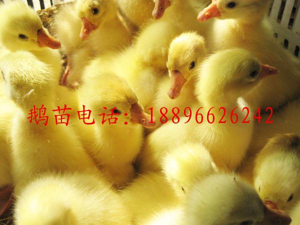 供应郎德鹅，莱茵鹅，狮头鹅