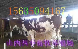 供应内蒙肉牛