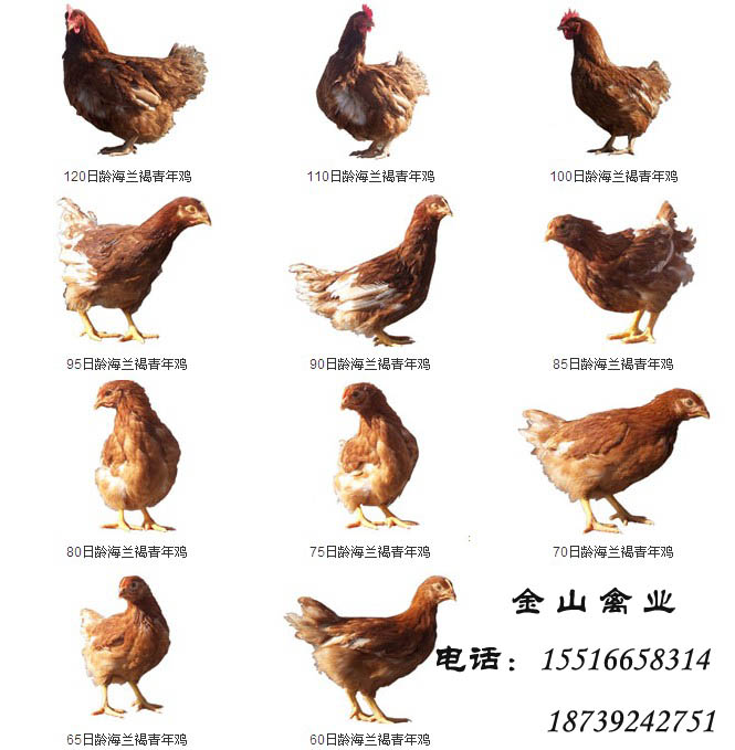 求购青年鸡,育成鸡
