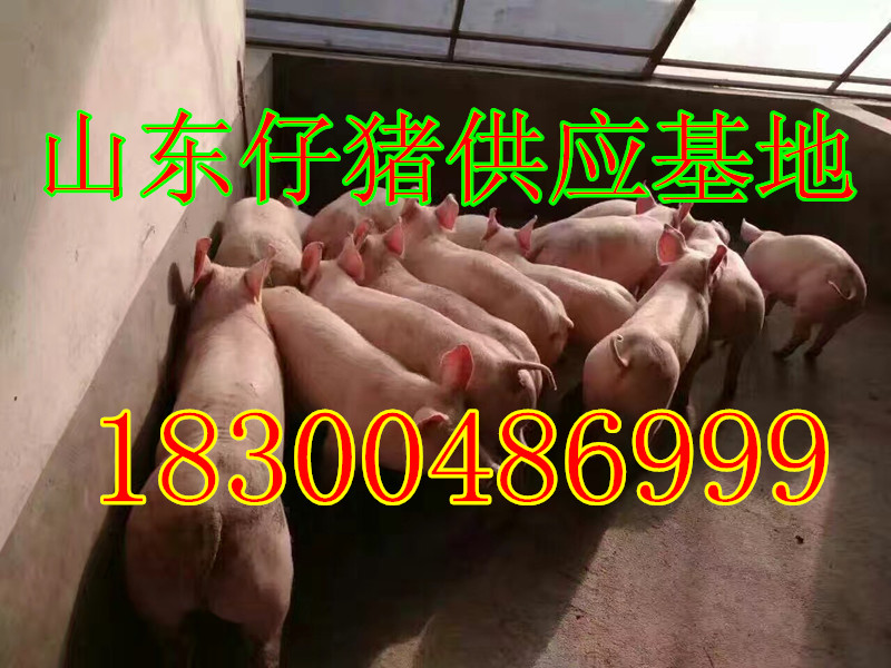 求购仔猪