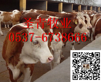 求购西门塔尔牛、改良牛、肉驴