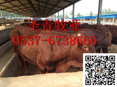 供应鲁西黄牛、肉驴、利木赞牛等