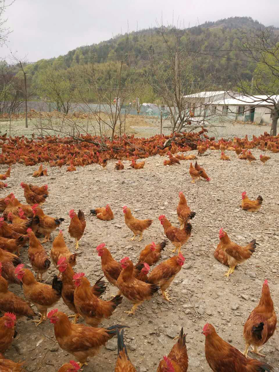 供应振宁黄羽土鸡公