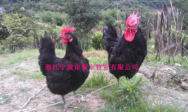 求购振宁黑羽茶山鸡公