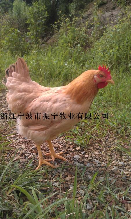 求购浙江振宁黄羽土鸡母