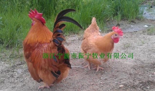 供应浙江优质矮脚鸡