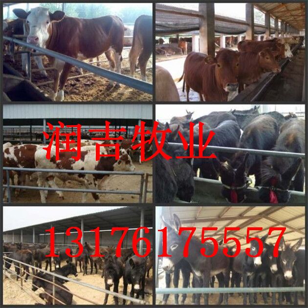 供应肉牛
