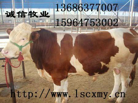求购西门塔尔怀孕母牛