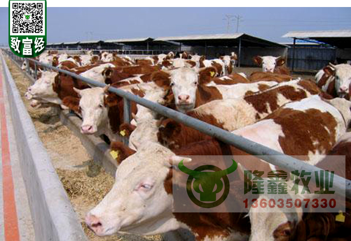 求购西门塔尔肉牛