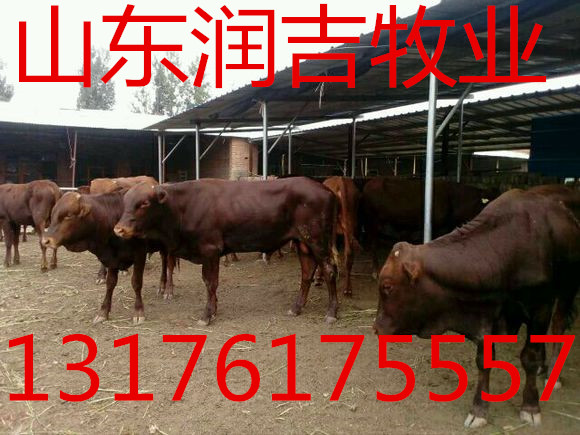 供应黄牛