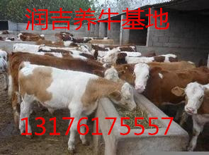 求购黄牛