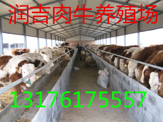 供应黄牛