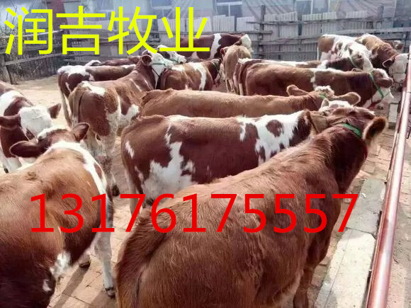 供应黄牛