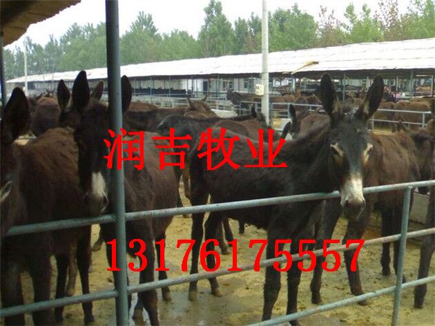 供应小黄牛