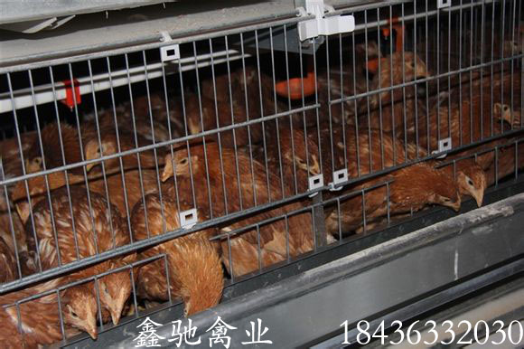 供应蛋鸡