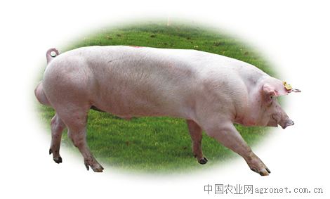 供应长白公猪