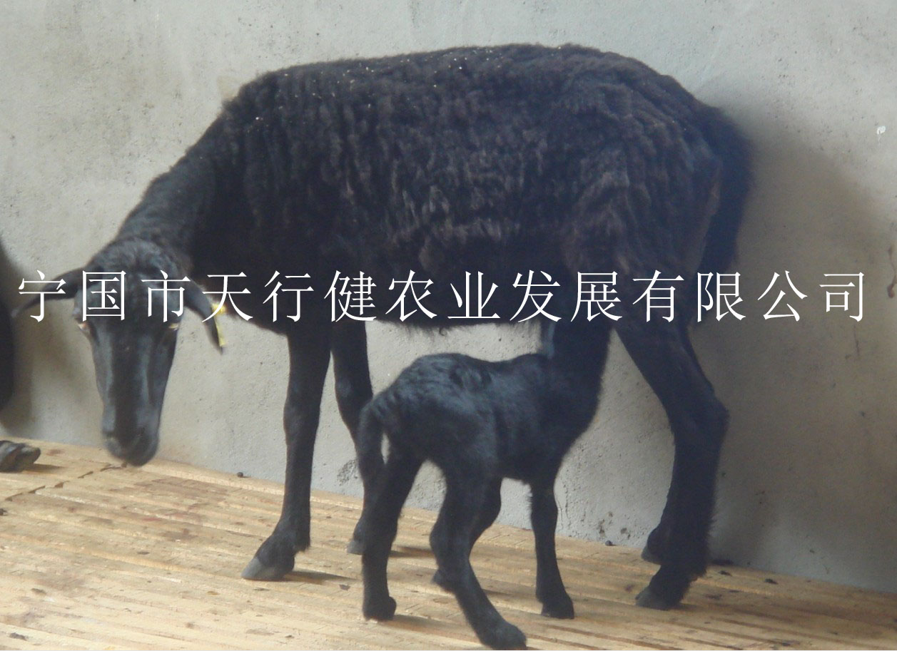 供应乌骨羊