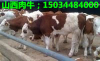 供应甘肃肉牛
