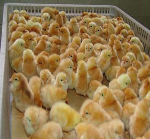 供应草鸡苗苗