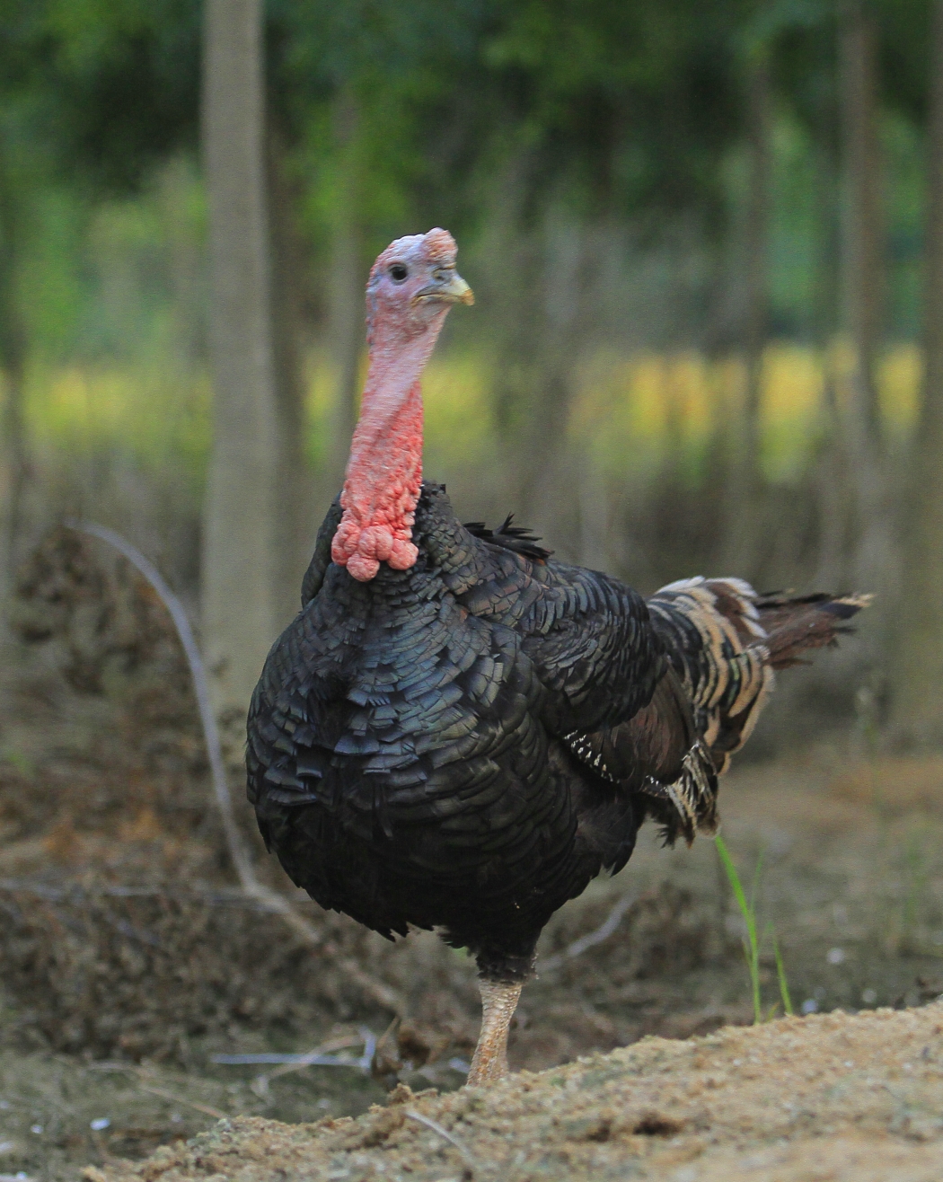 求购贝缇娜火鸡