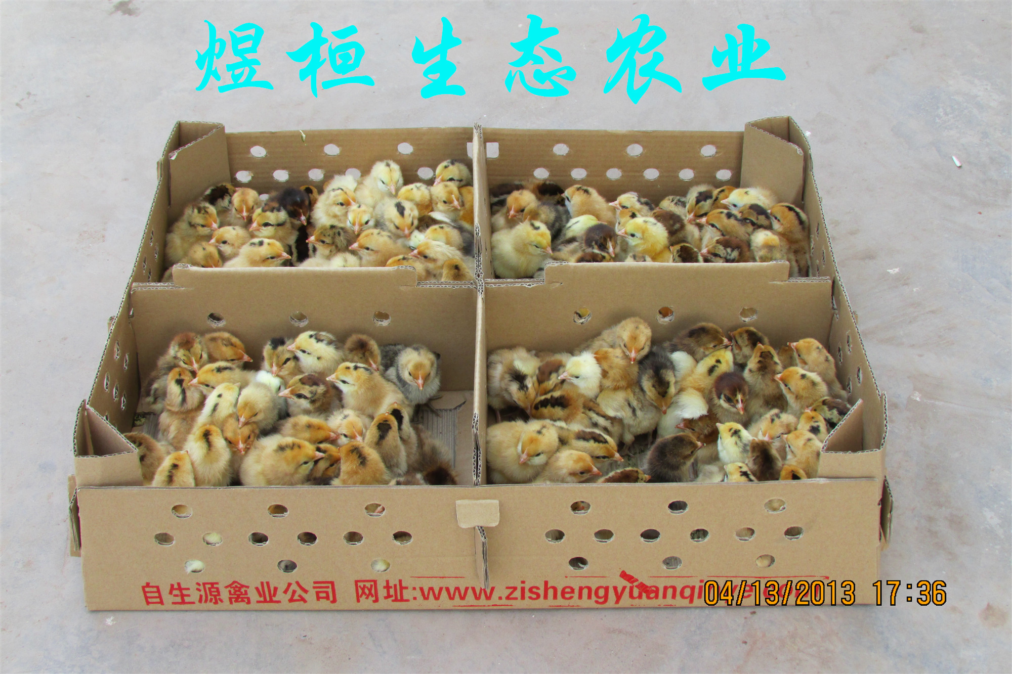 供应宣汉小青脚土鸡苗，宣汉野鸡苗