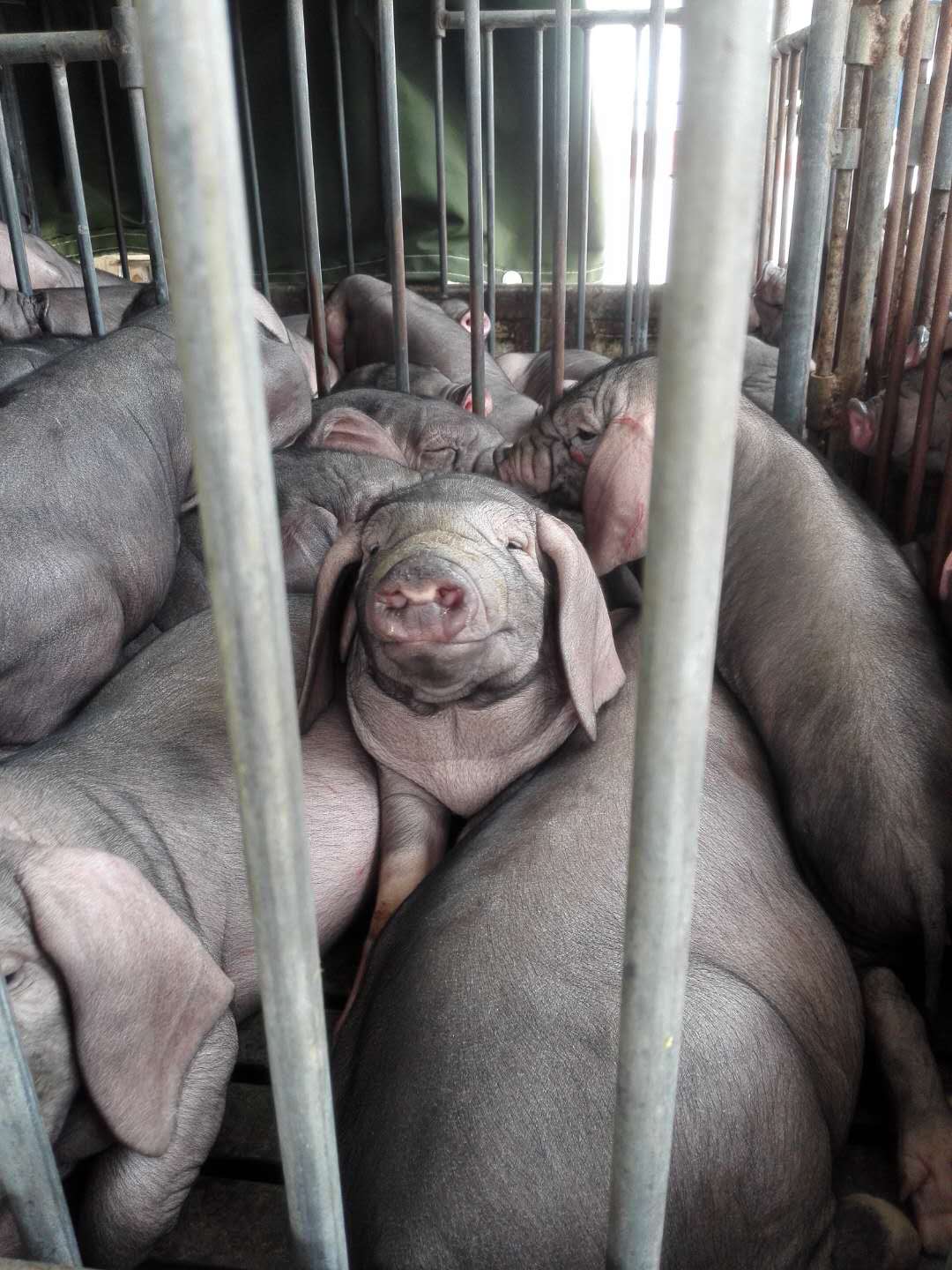 供应太湖母猪