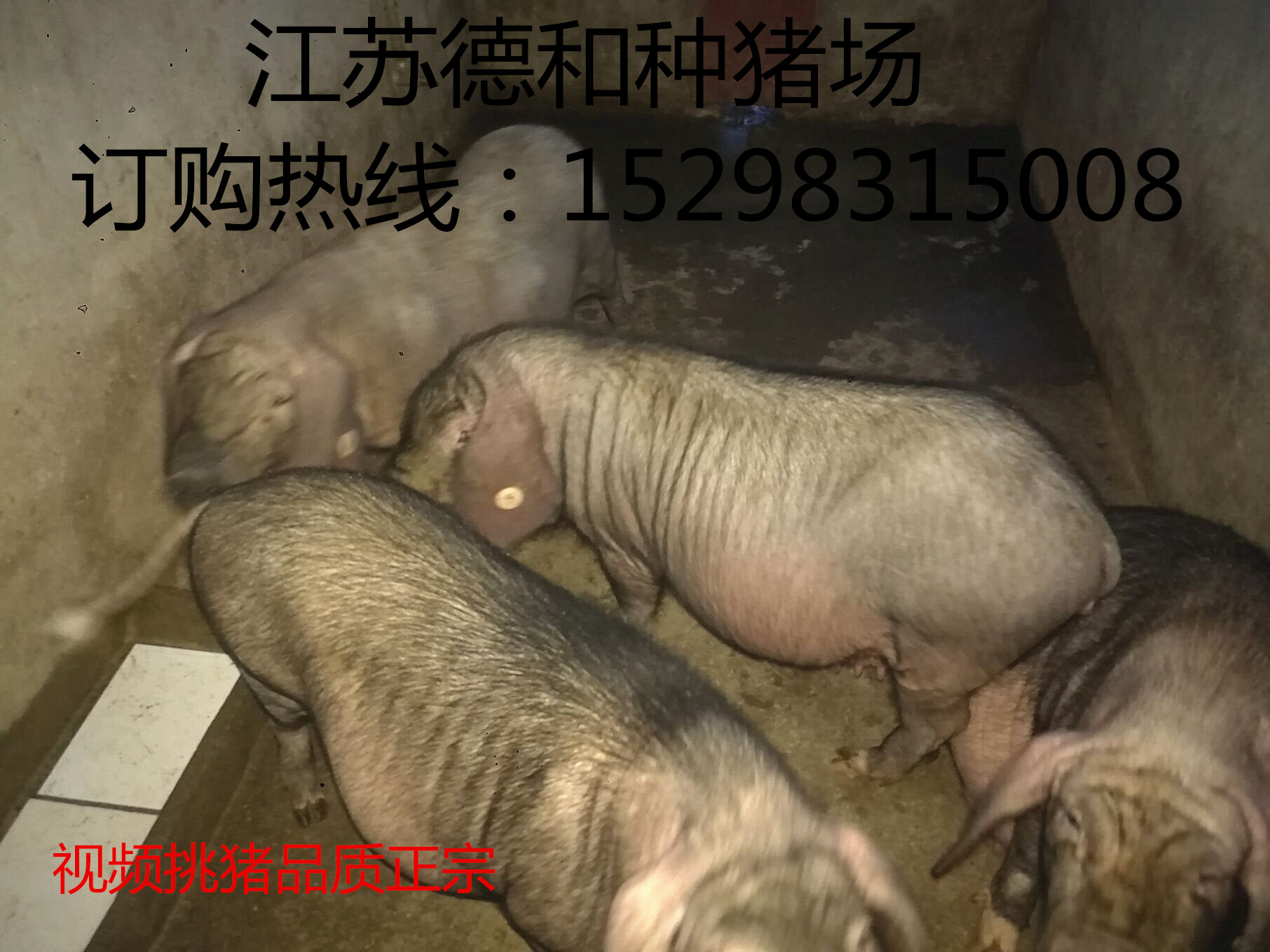 供应优质商品猪三元猪