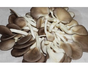 周唐华意食用菌菌棒