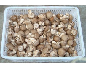优质鲜香菇