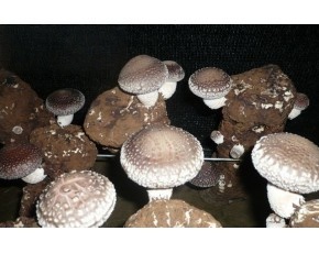 遵化市保海食用菌专业合作社常年大量