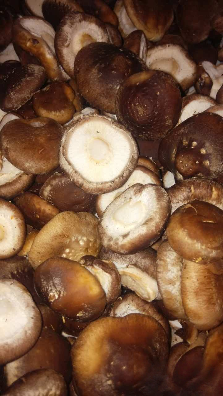 河北遵化出售盐渍菇 可以出口国外