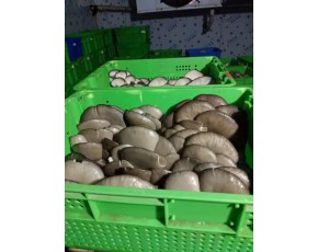 长期供应鲜品平菇