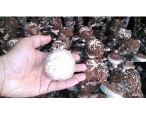 河南新乡新源食用菌合作社