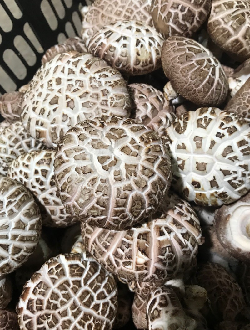 常年供应优质鲜.干香菇