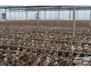 中国节能“添然”—绿色香菇面向全国