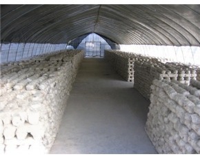 搭建食用菌大棚方法蘑菇大棚建造价格