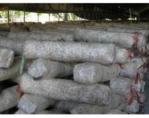 供应优质夏菇 冬菇菌棒