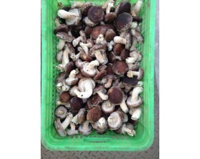 河北香菇；联系人，20242024899