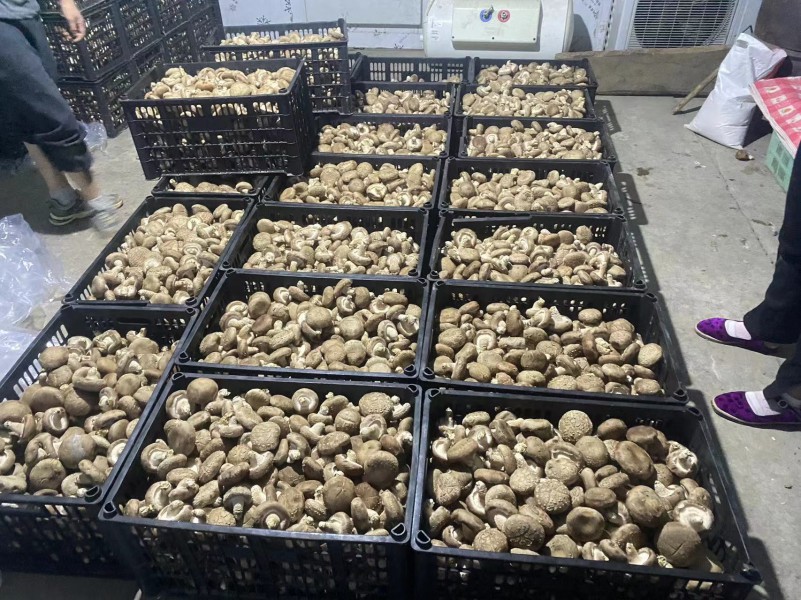 精品香菇，花菇