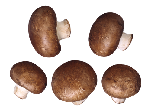 常年供应优质香菇平菇一元